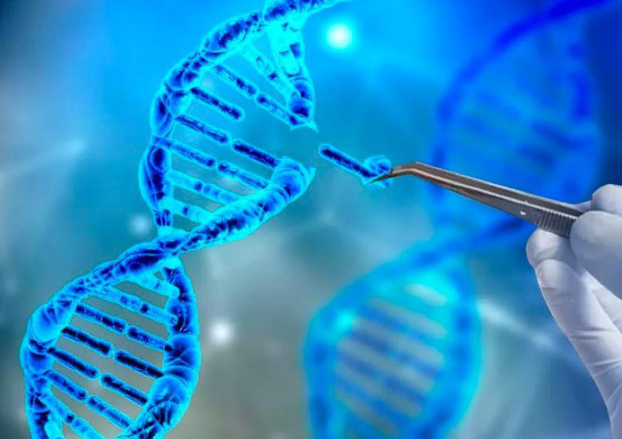 DNA Dizi ve Fragman Analiz