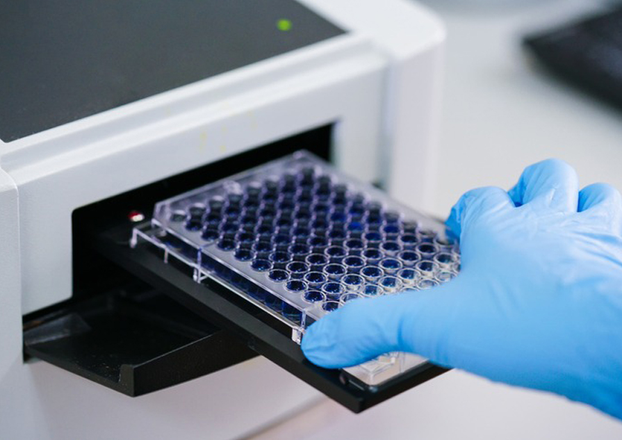 ELISA Kit/Assay Kit/Luminex